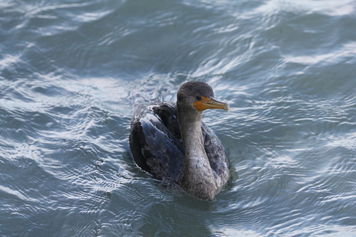Double-crested Cormorant - ML644055990