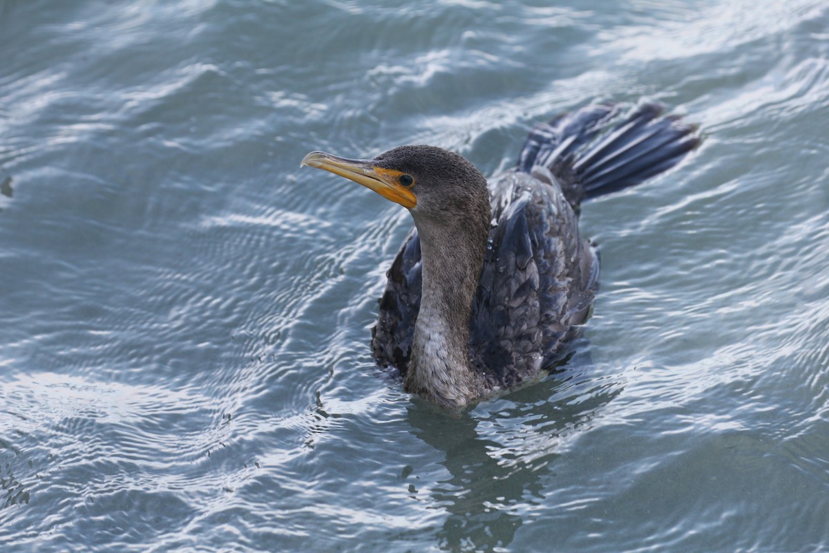 Double-crested Cormorant - ML644055991