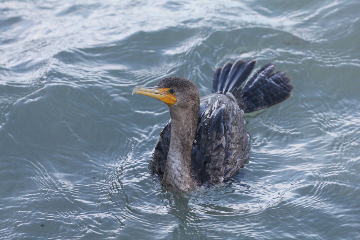 Double-crested Cormorant - ML644055992