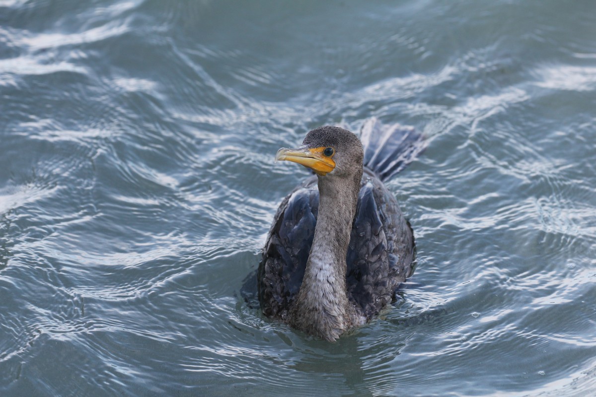 Double-crested Cormorant - ML644055993