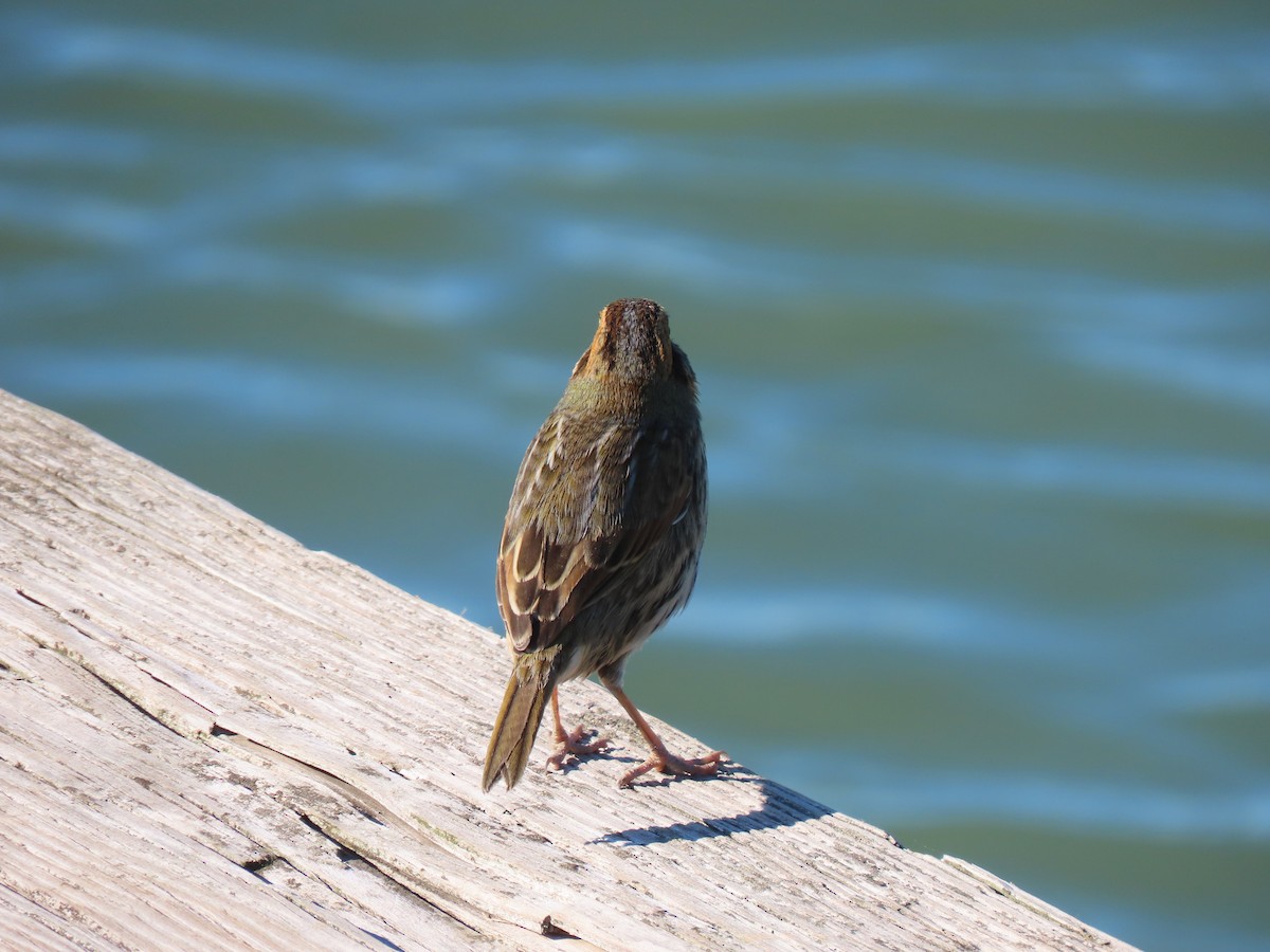 Nelson's/Saltmarsh Sparrow (Sharp-tailed Sparrow) - ML644055994
