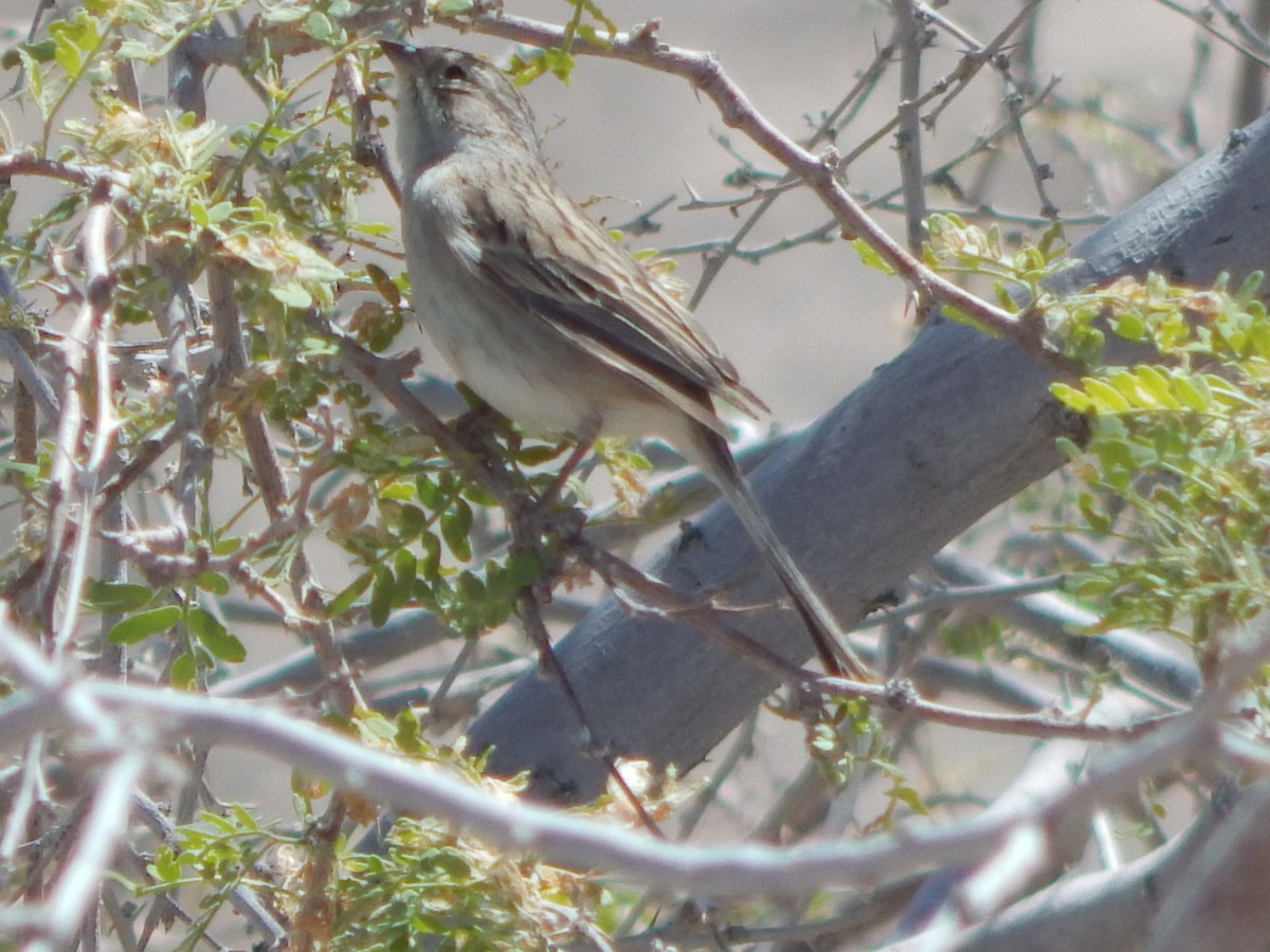 Brewer's Sparrow - ML644055995