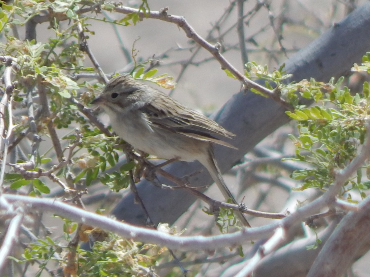 Brewer's Sparrow - ML644055996