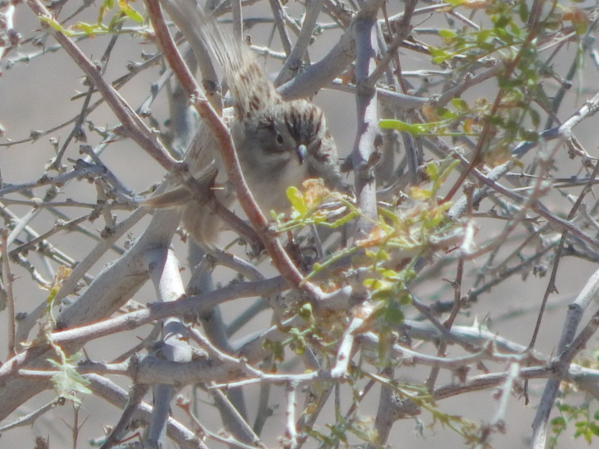 Brewer's Sparrow - ML644055997