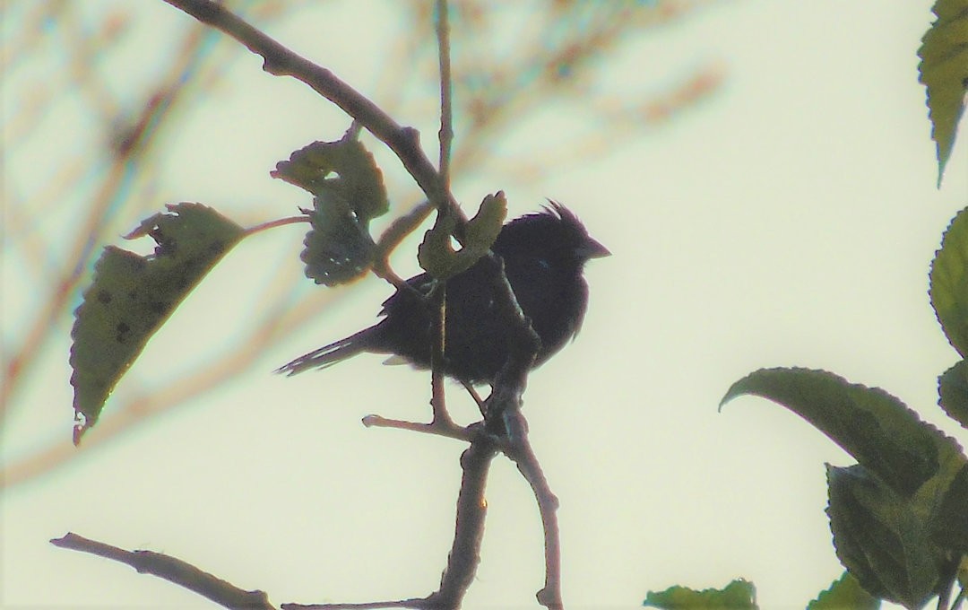 Blue-black Grassquit - ML644055999