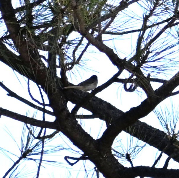 Dark-eyed Junco - ML644056000