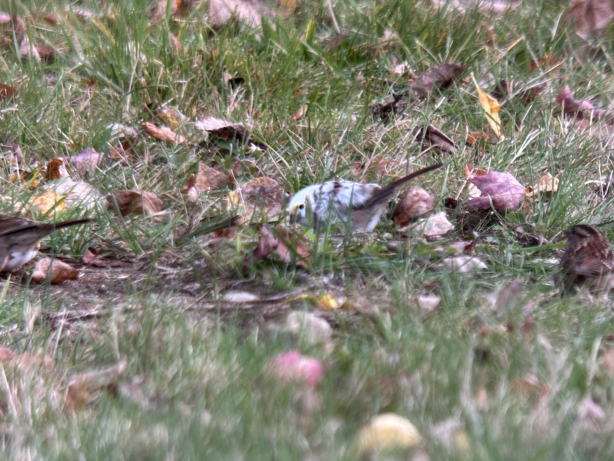 White-throated Sparrow - ML644056001