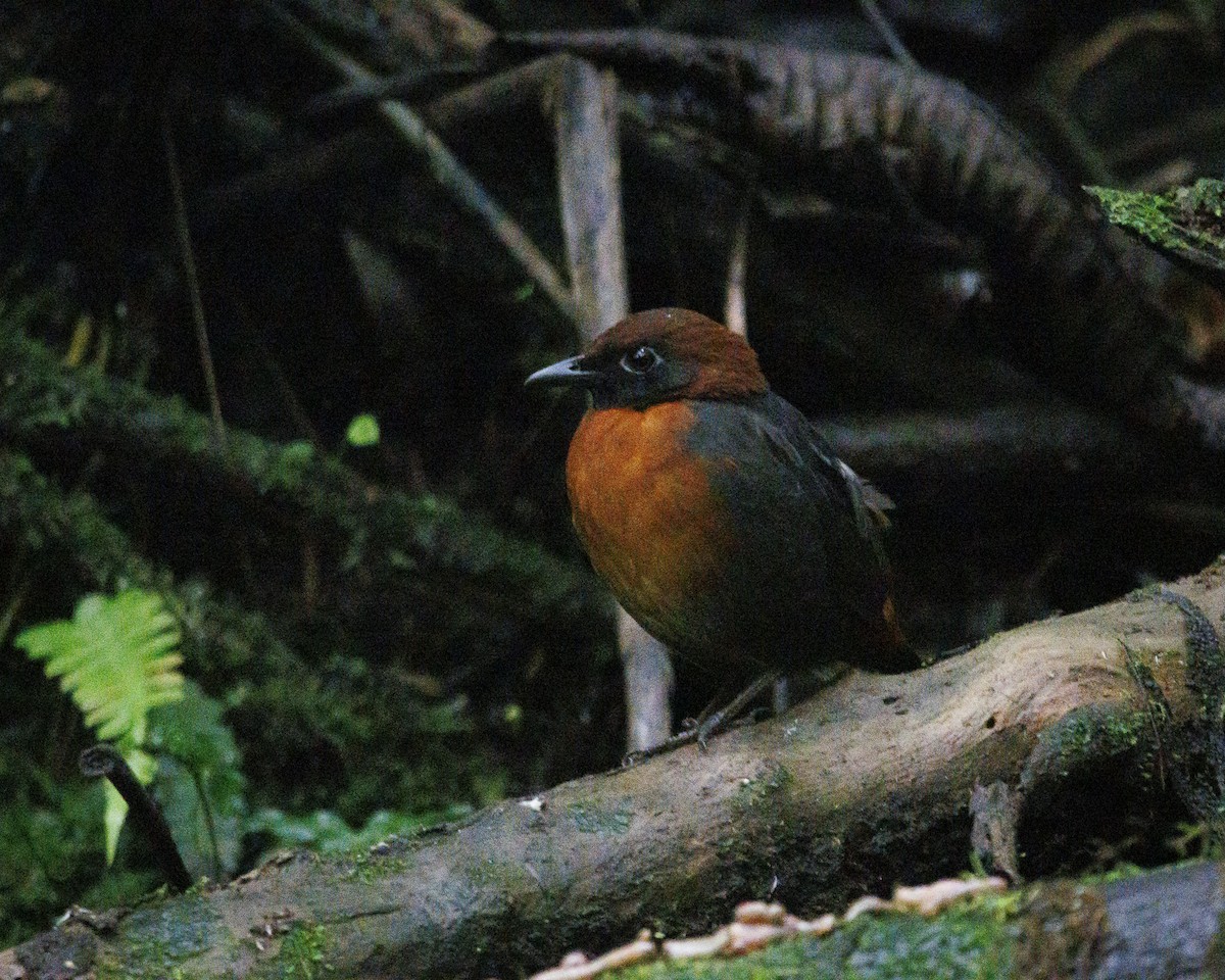 Rufous-breasted Antthrush - ML644056004