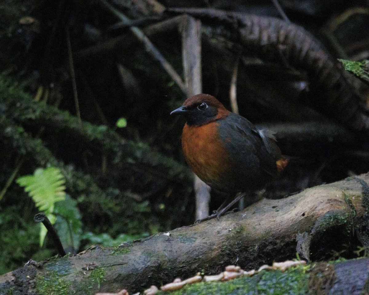Rufous-breasted Antthrush - ML644056005