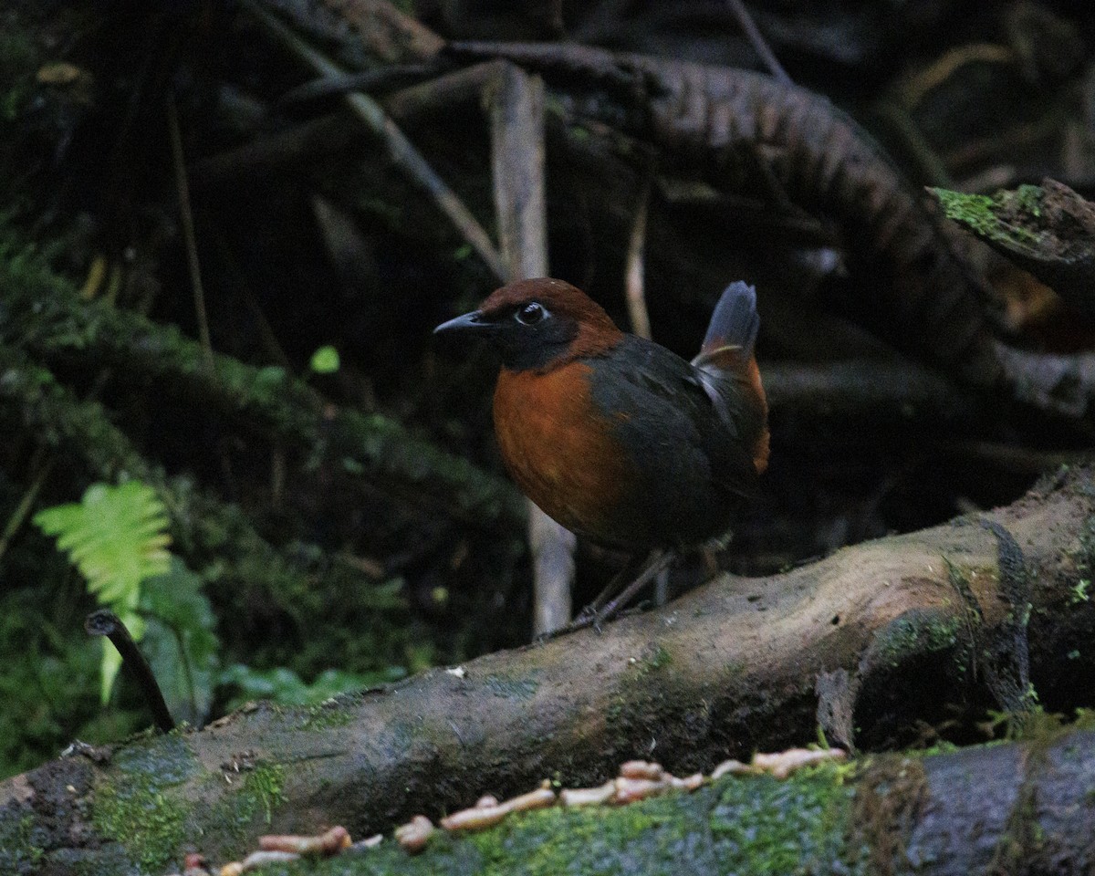 Rufous-breasted Antthrush - ML644056006