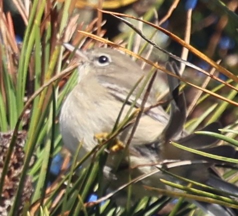 Golden-crowned Kinglet - ML644056007
