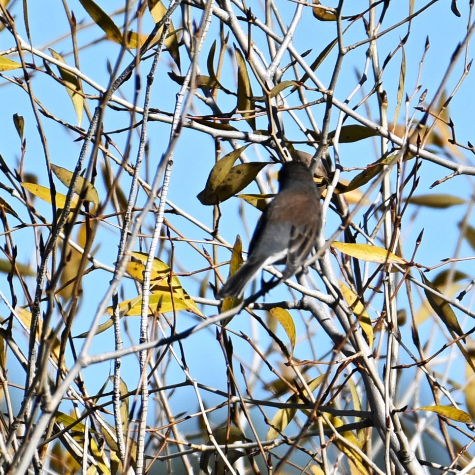 Dark-eyed Junco - ML644056008