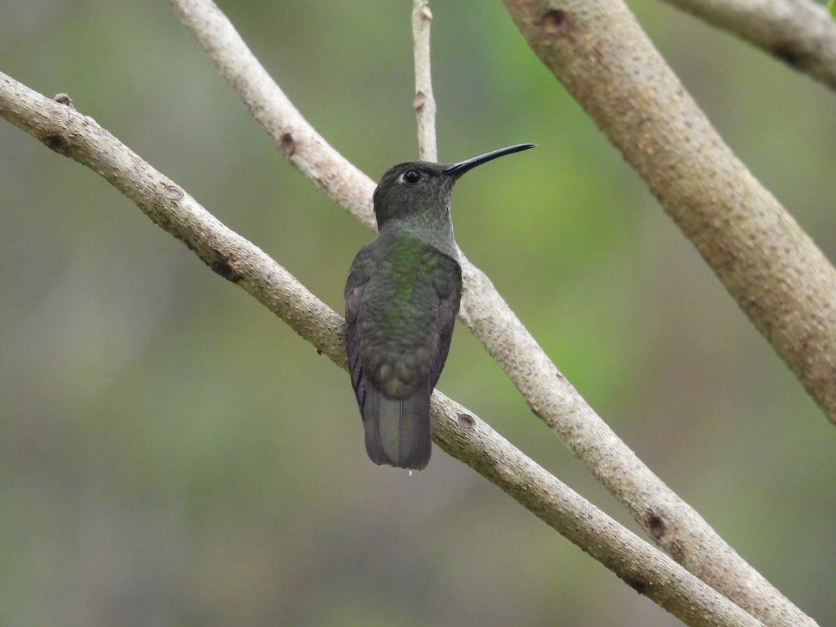 Sombre Hummingbird - ML644056012