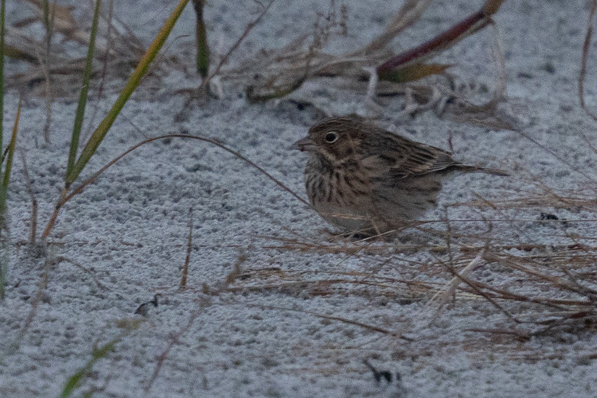 Vesper Sparrow - ML644056013