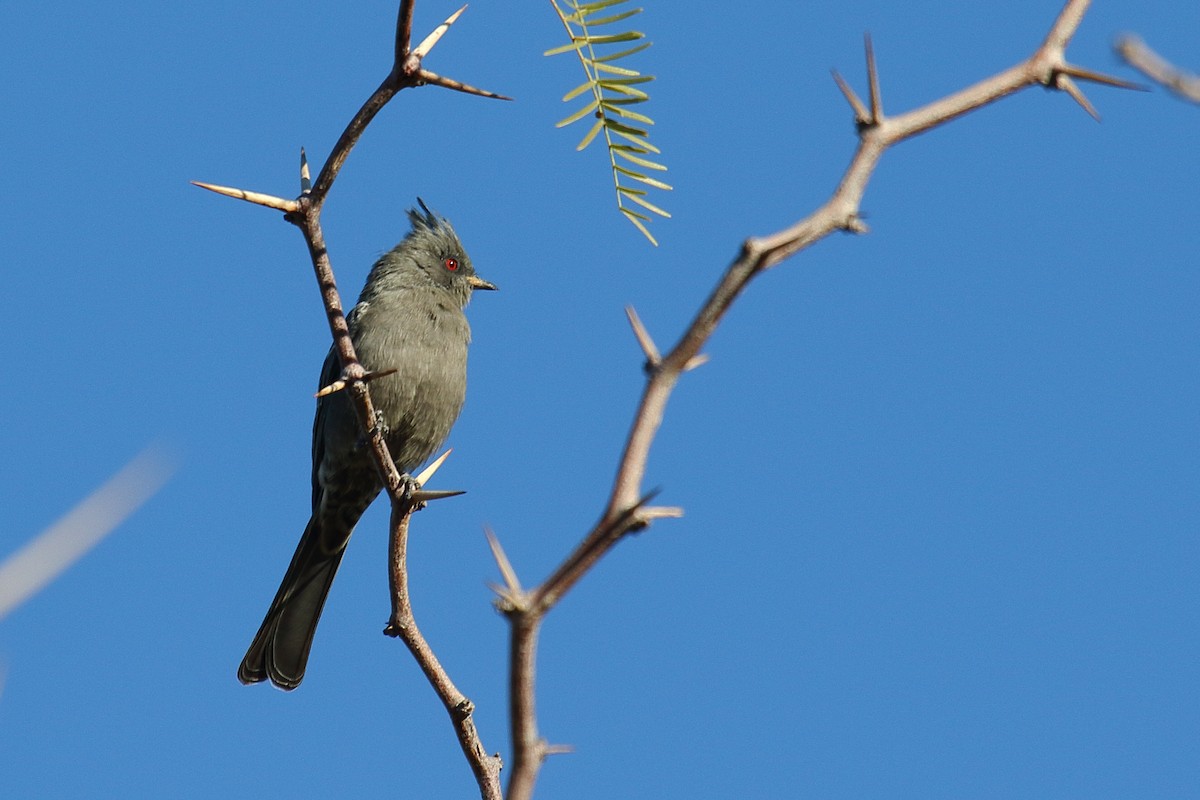 Phainopepla - ML644056020