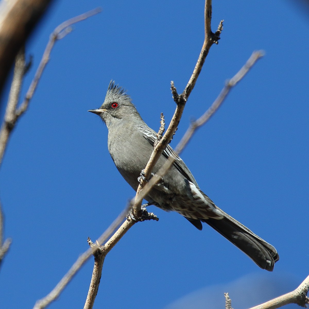 Phainopepla - ML644056021