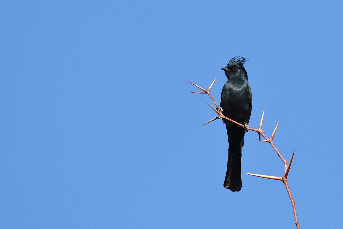 Phainopepla - ML644056022