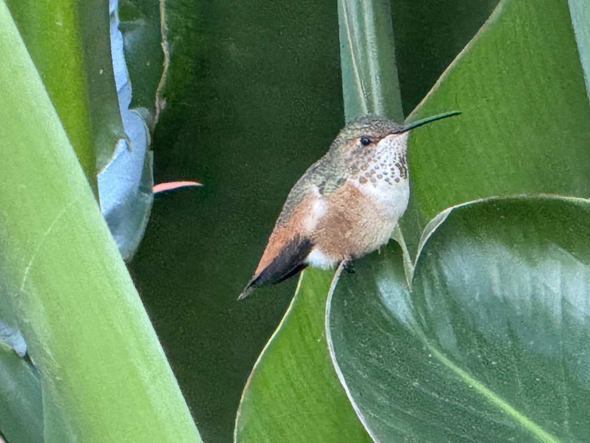 Allen's Hummingbird - ML644056023