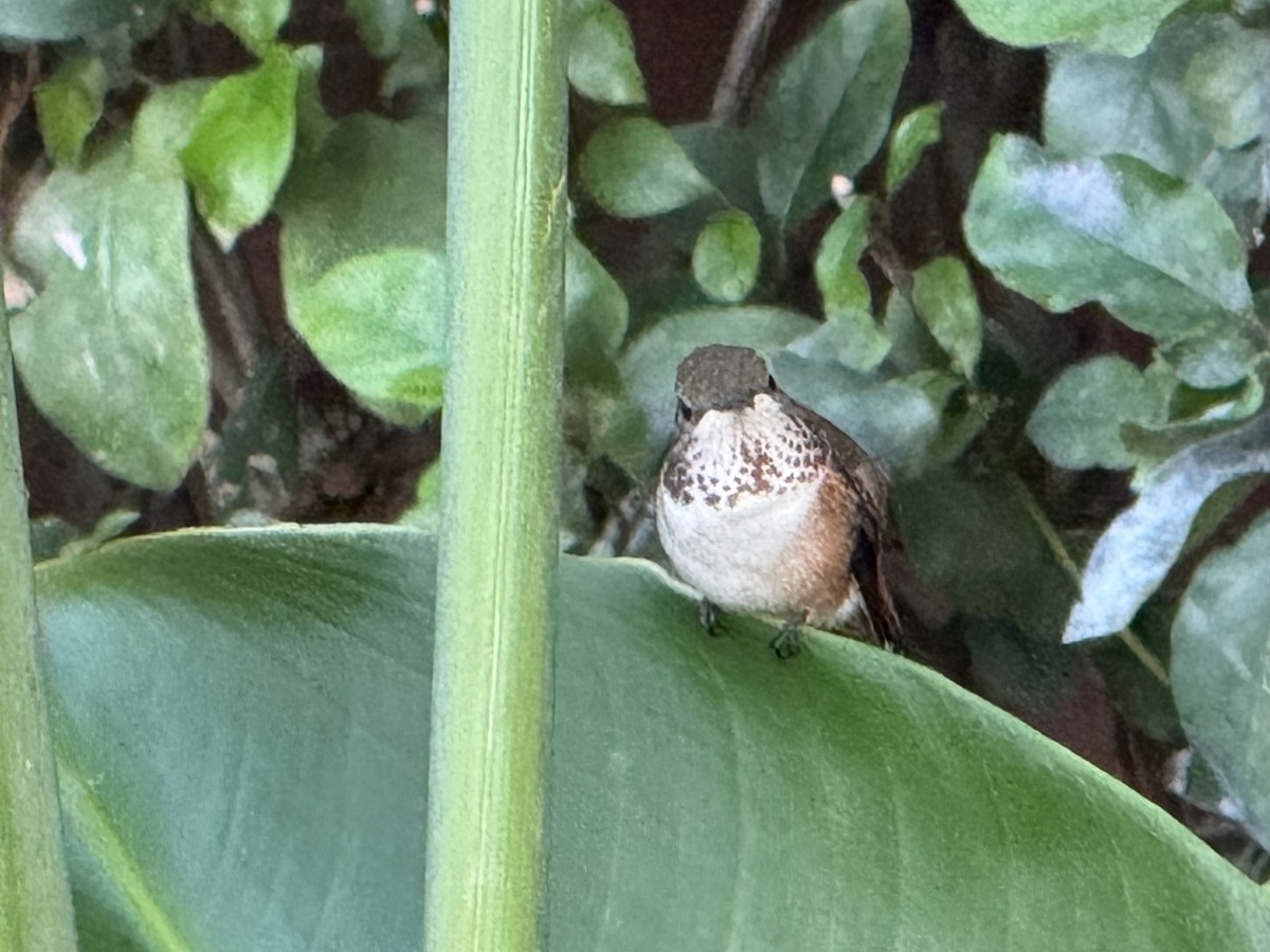 Allen's Hummingbird - ML644056024