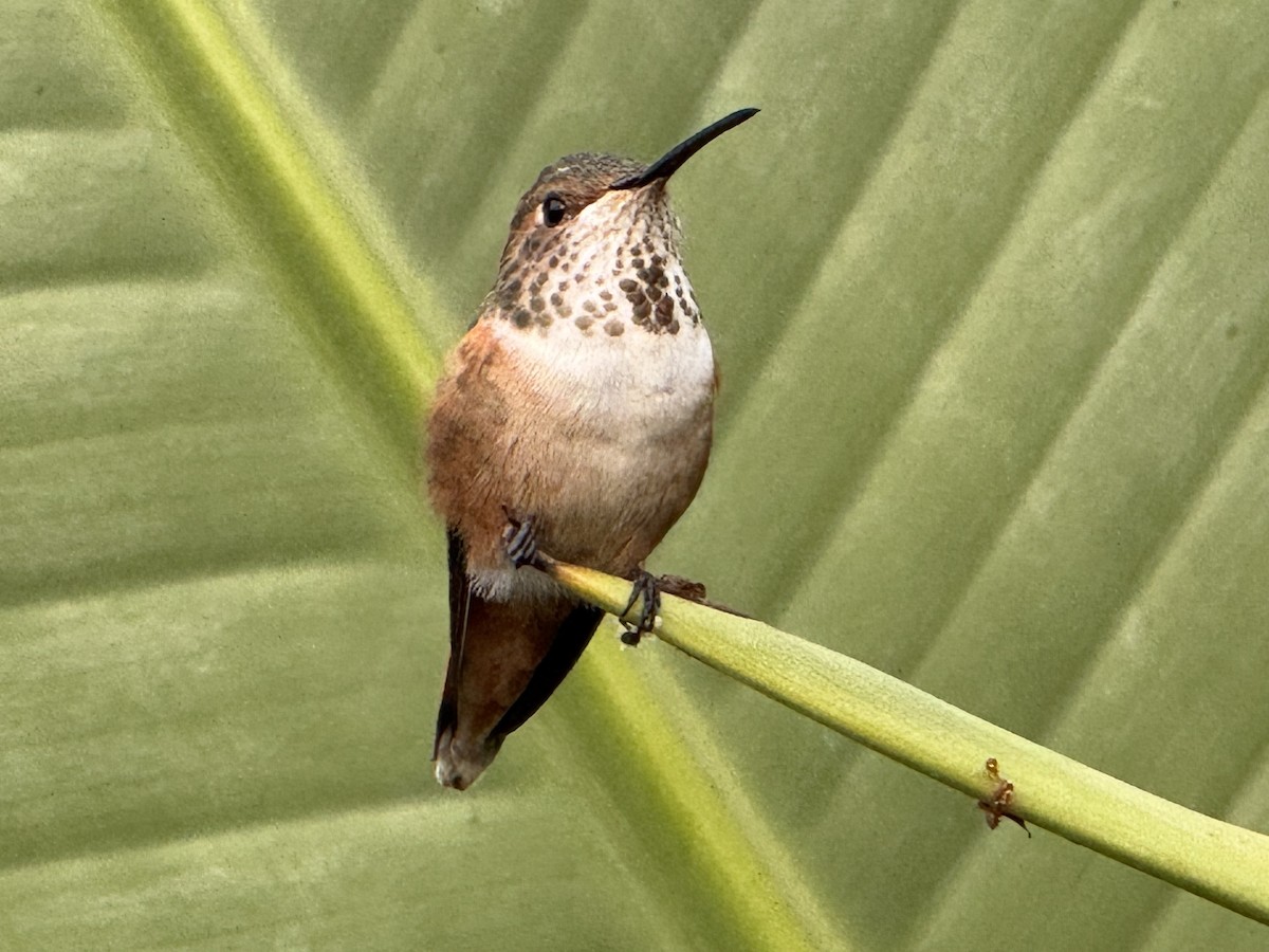 Allen's Hummingbird - ML644056025