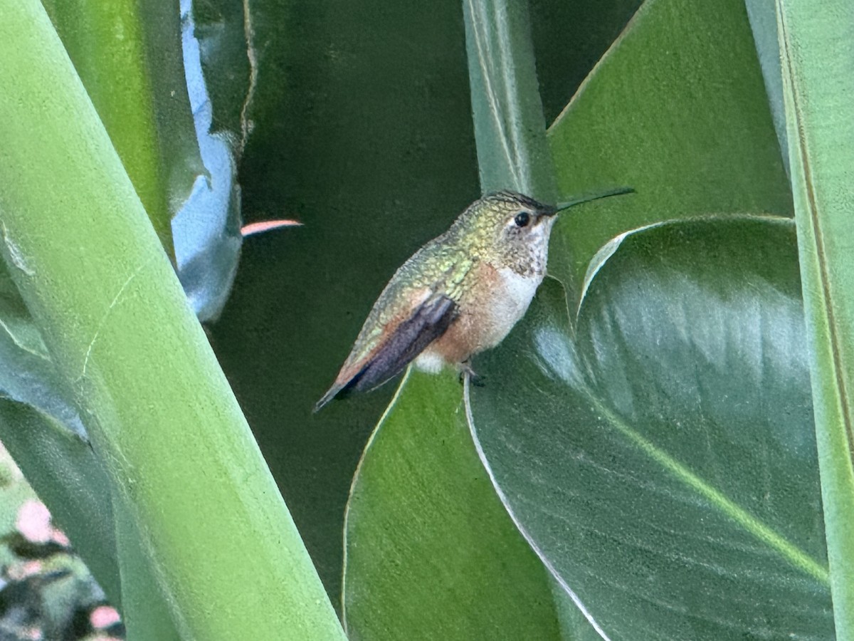 Allen's Hummingbird - ML644056026