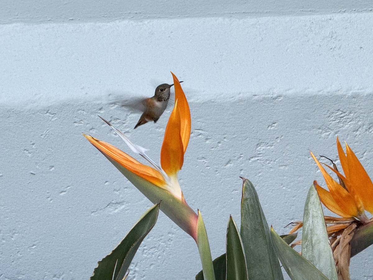 Allen's Hummingbird - ML644056027