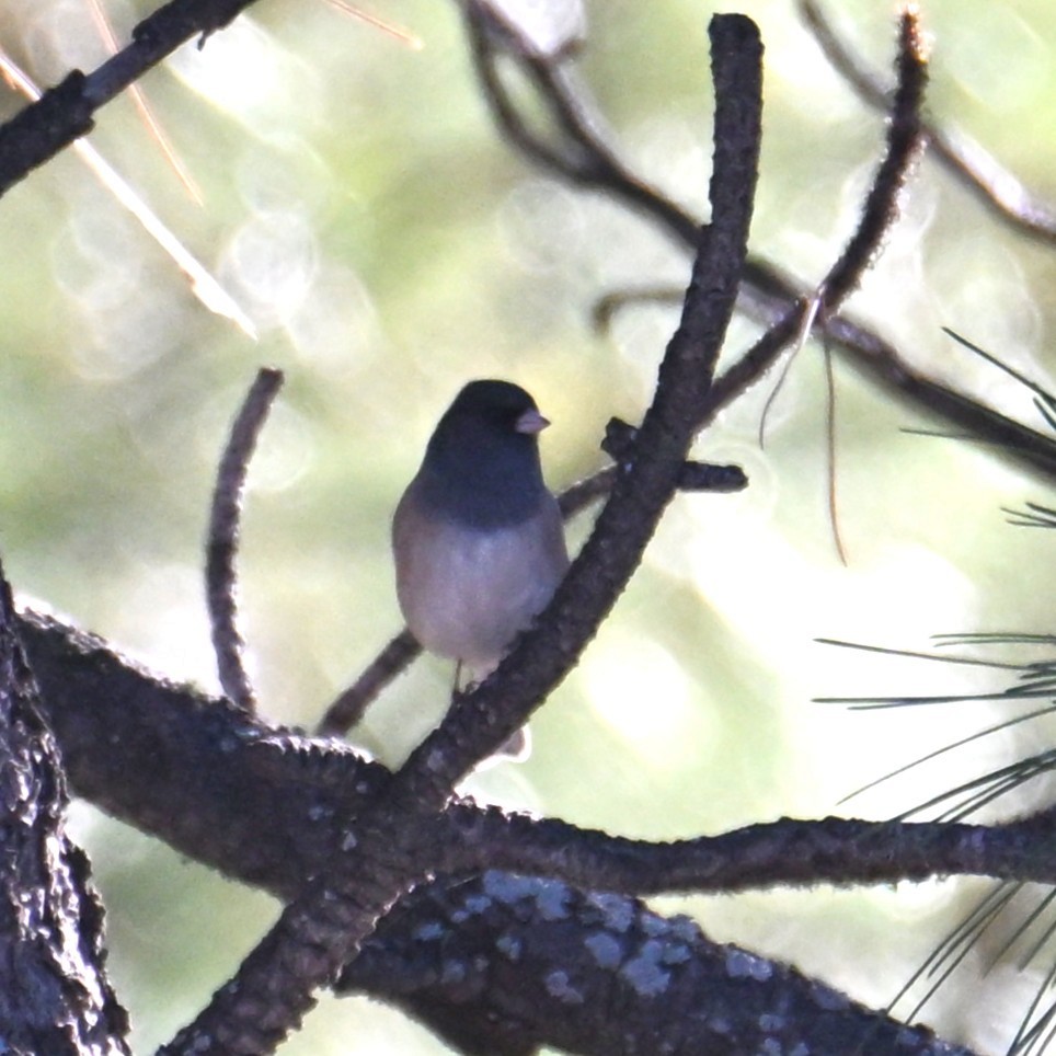 Dark-eyed Junco - ML644056028