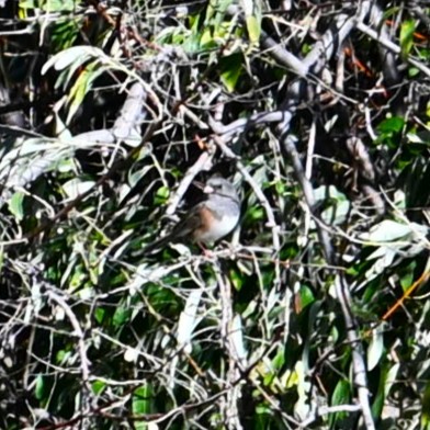 Dark-eyed Junco - ML644056029