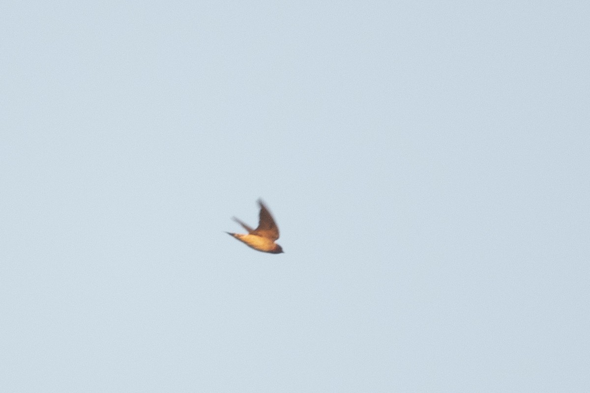 Cliff Swallow - ML644056030