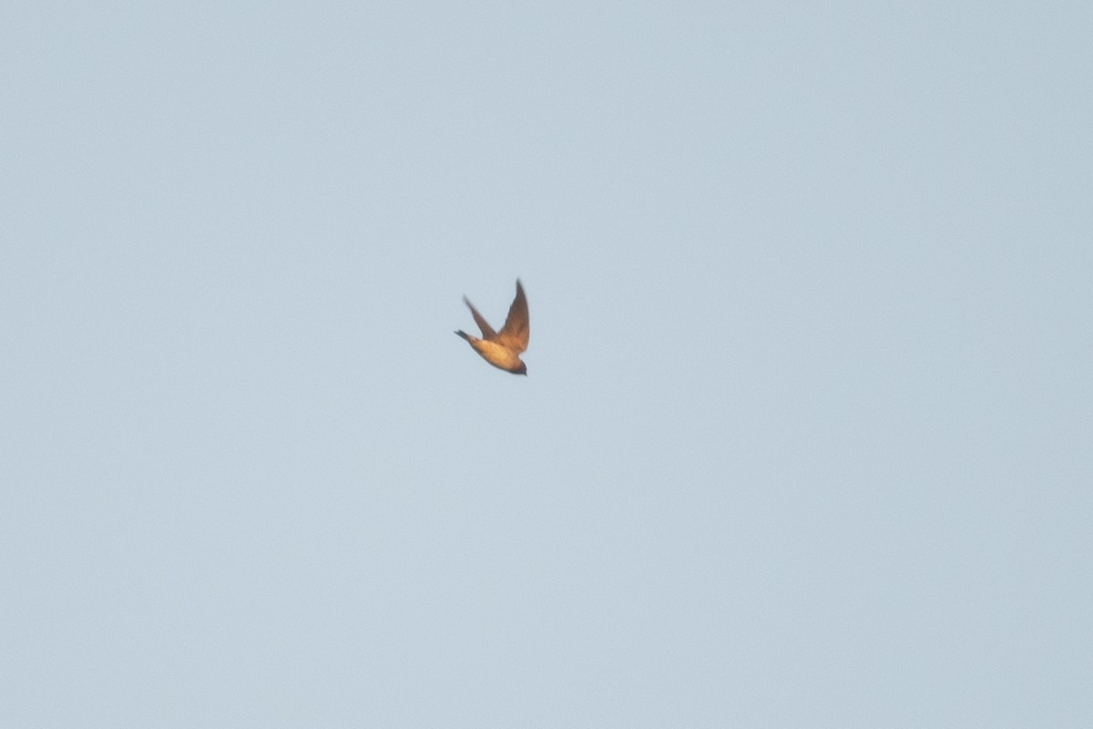 Cliff Swallow - ML644056031