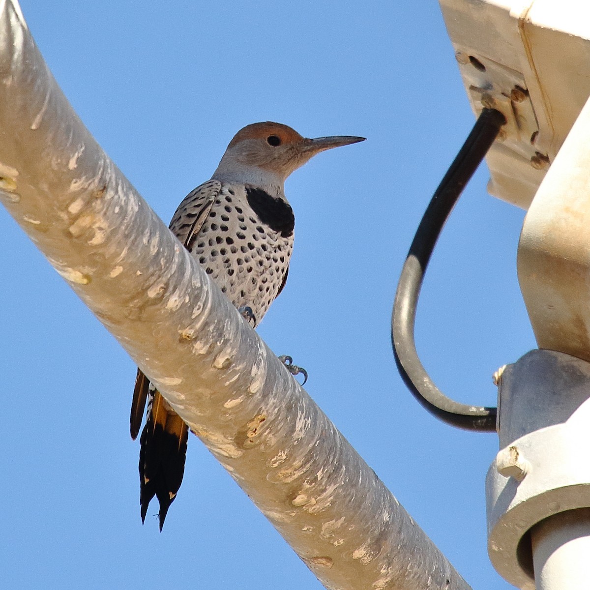Gilded Flicker - ML644056036