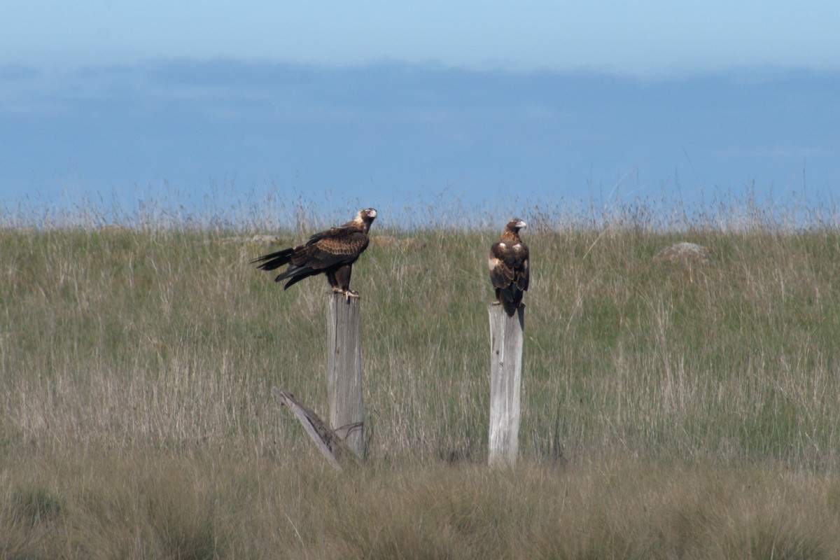 Wedge-tailed Eagle - ML644056042