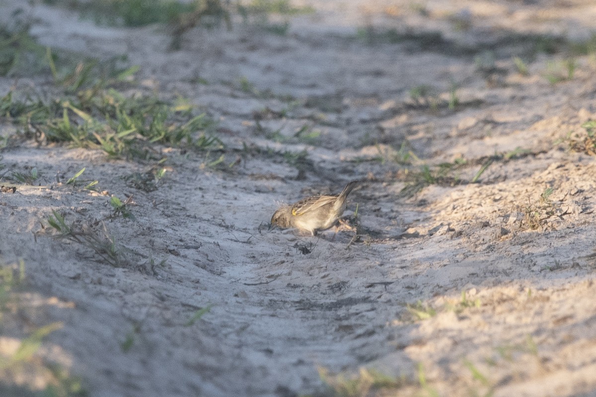 Grassland Sparrow - ML644056045
