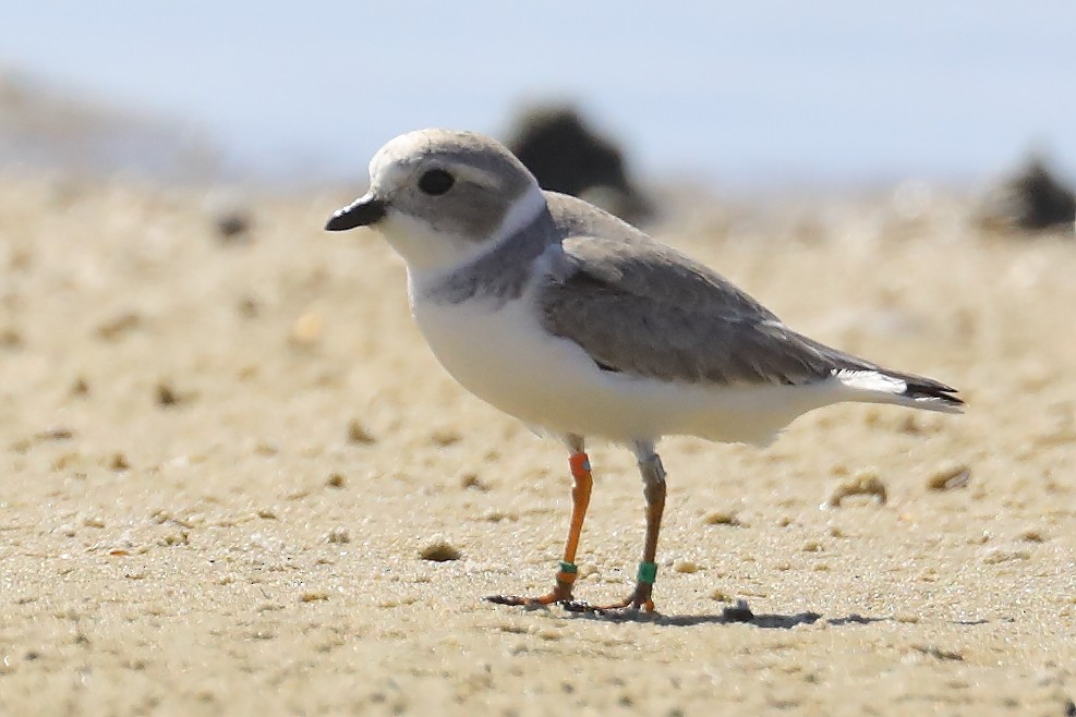 Piping Plover - ML644056058
