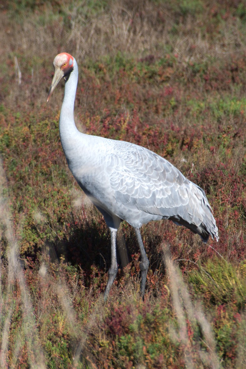 Brolga - ML644056060