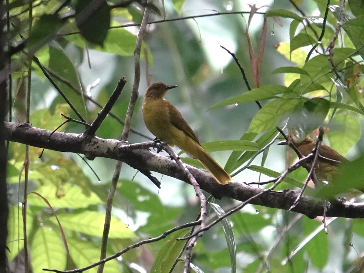 Togian Golden-Bulbul - ML644056061