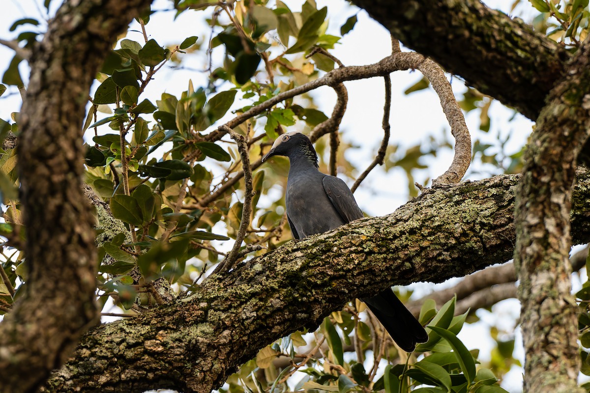 White-crowned Pigeon - ML644056068