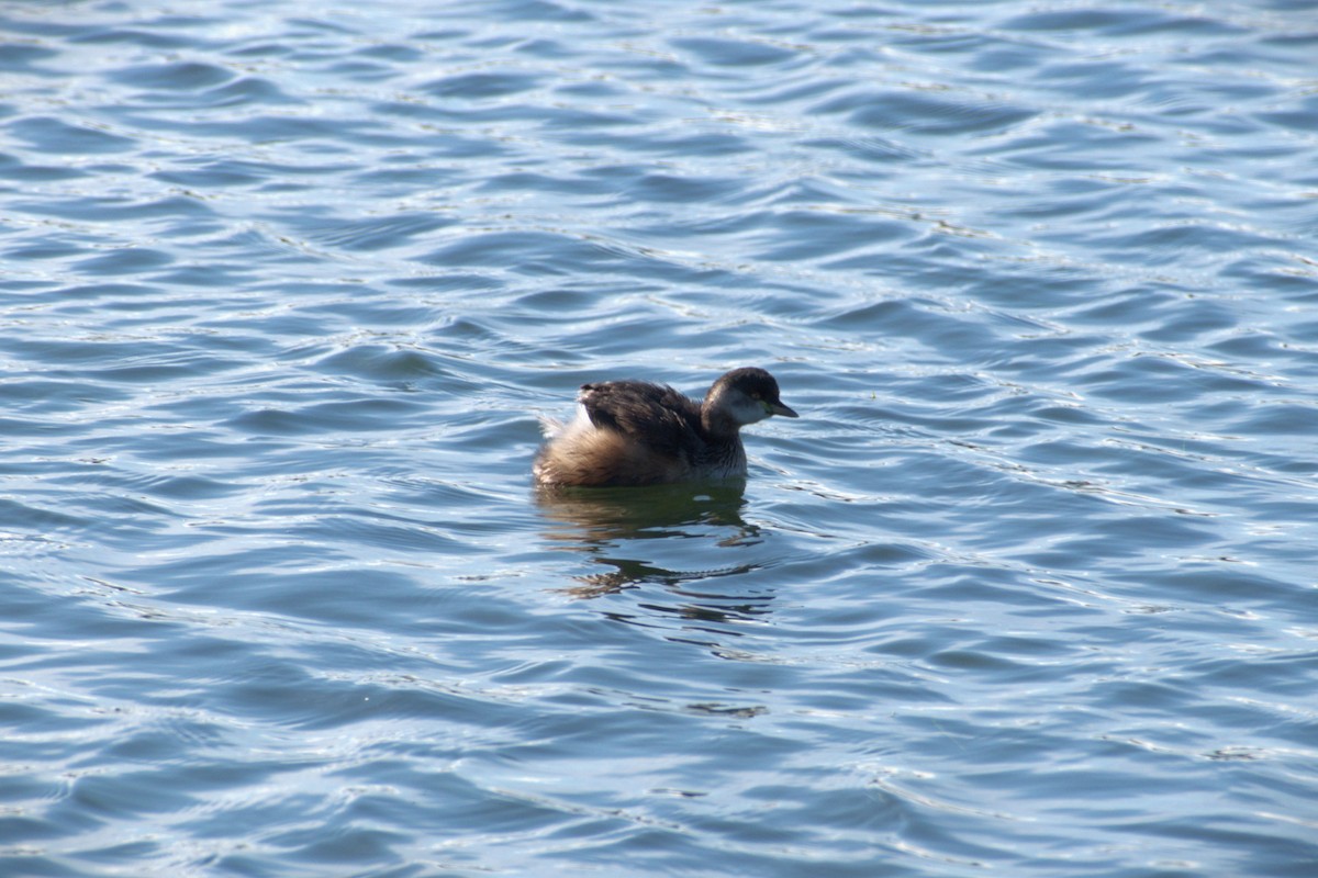 Hoary-headed Grebe - ML644056074