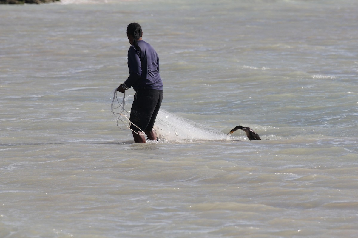 Double-crested Cormorant - ML644056076