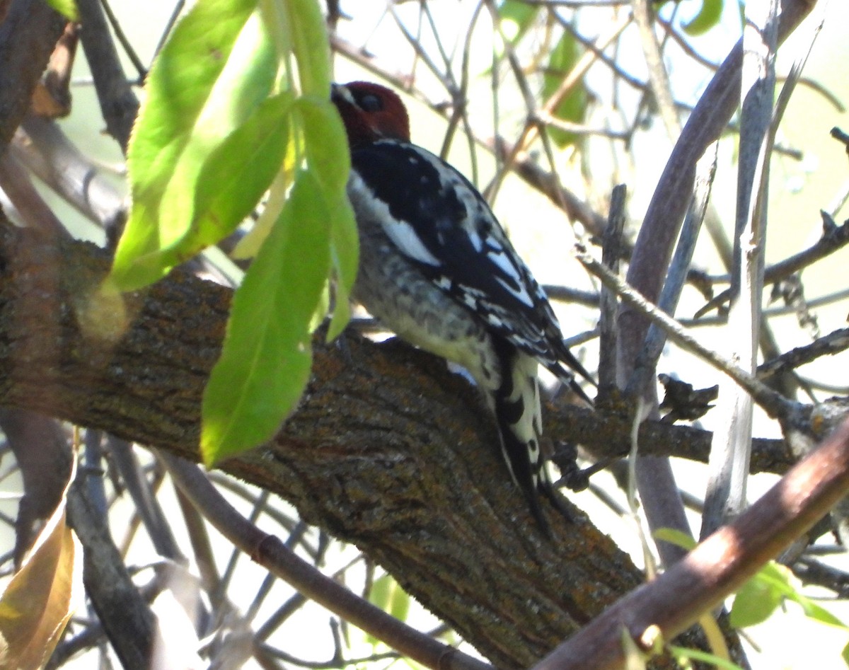 Red-breasted Sapsucker - ML644056085