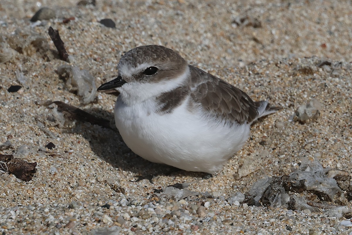 Snowy Plover - ML644056087