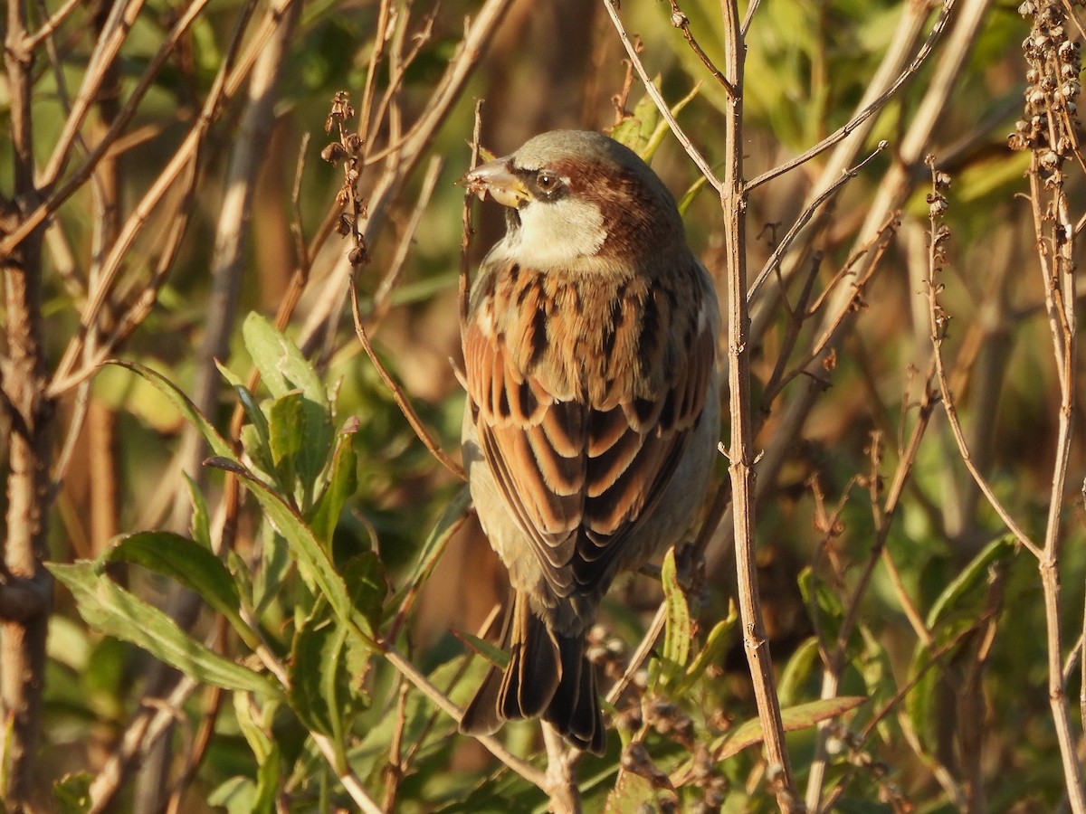 House Sparrow - ML644056088