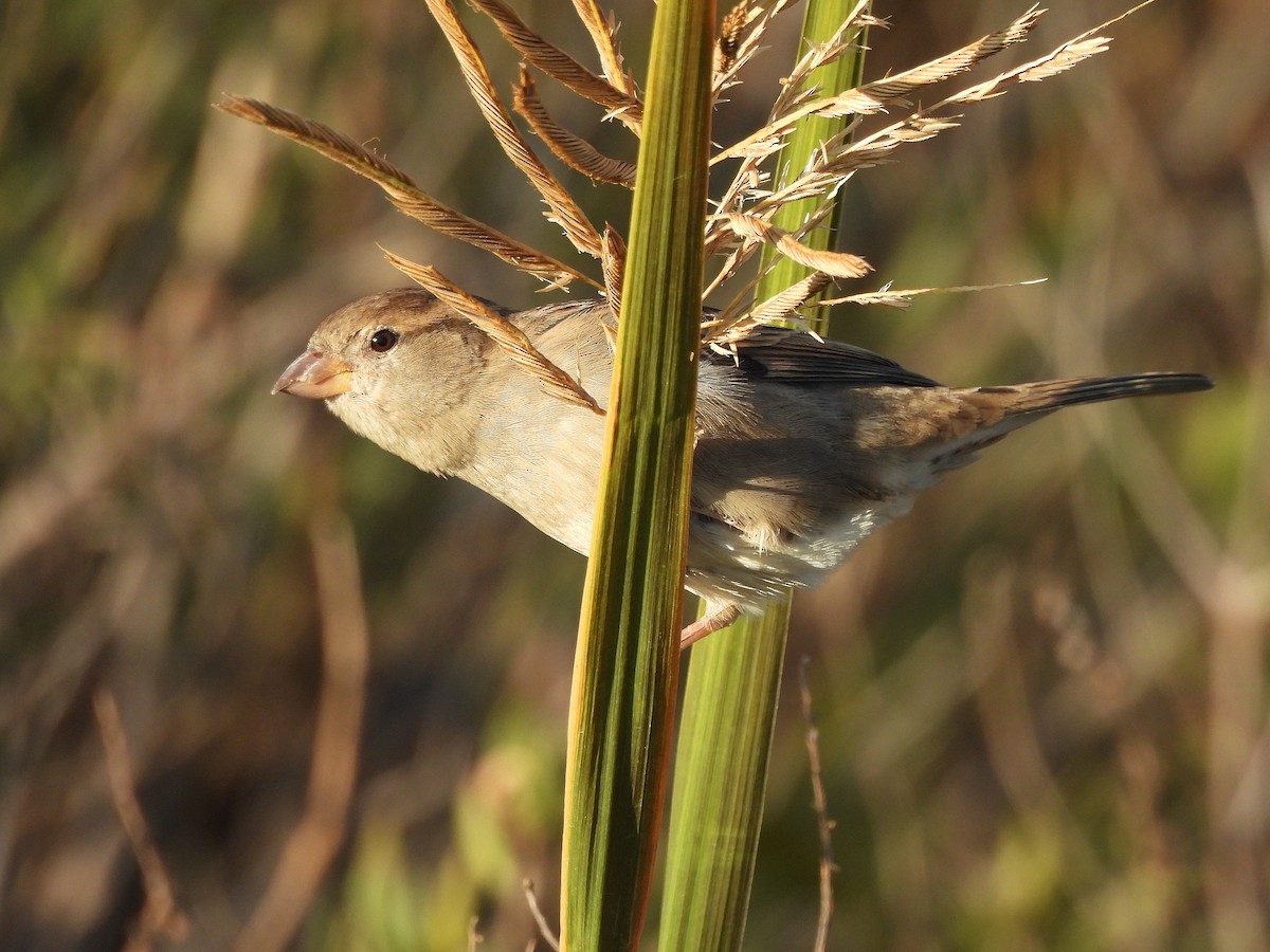 House Sparrow - ML644056089
