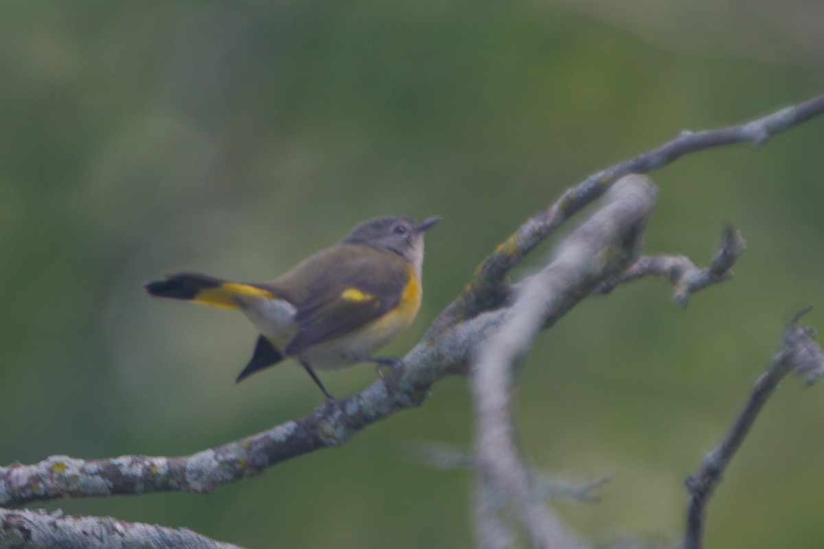 American Redstart - ML644056095