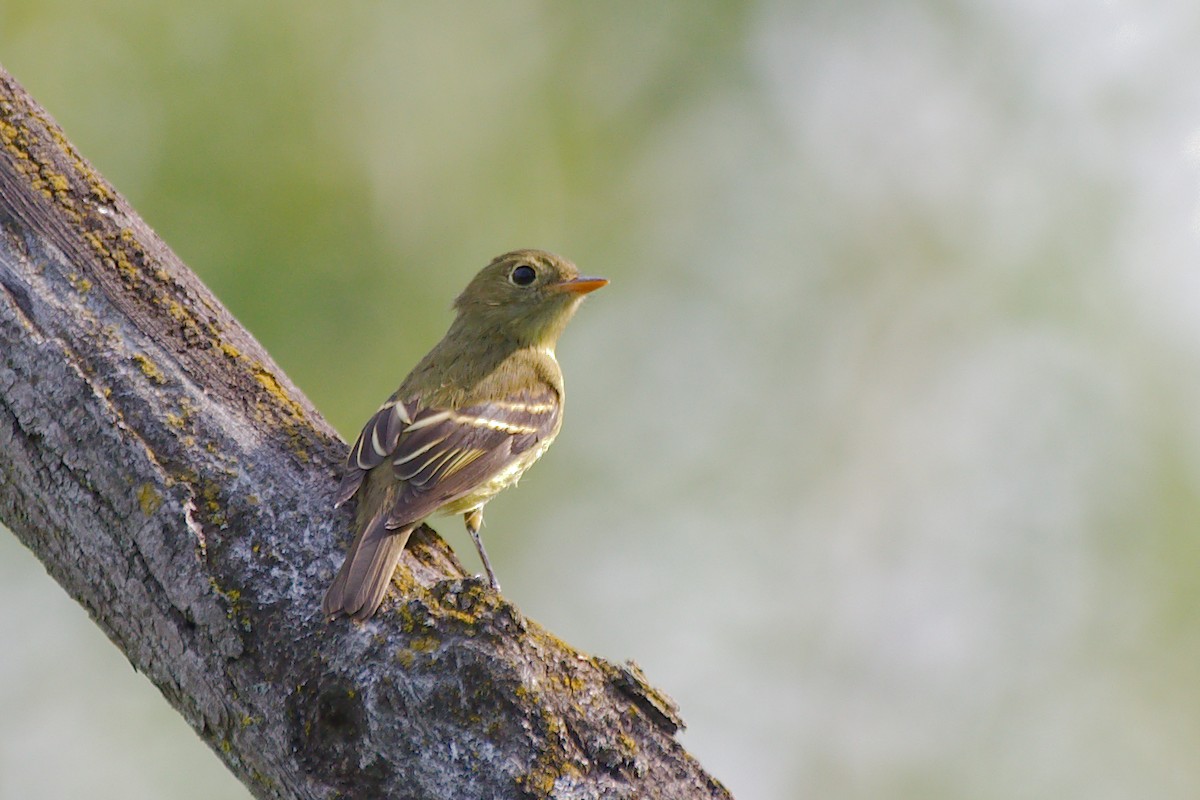 Yellow-bellied Flycatcher - ML644056100