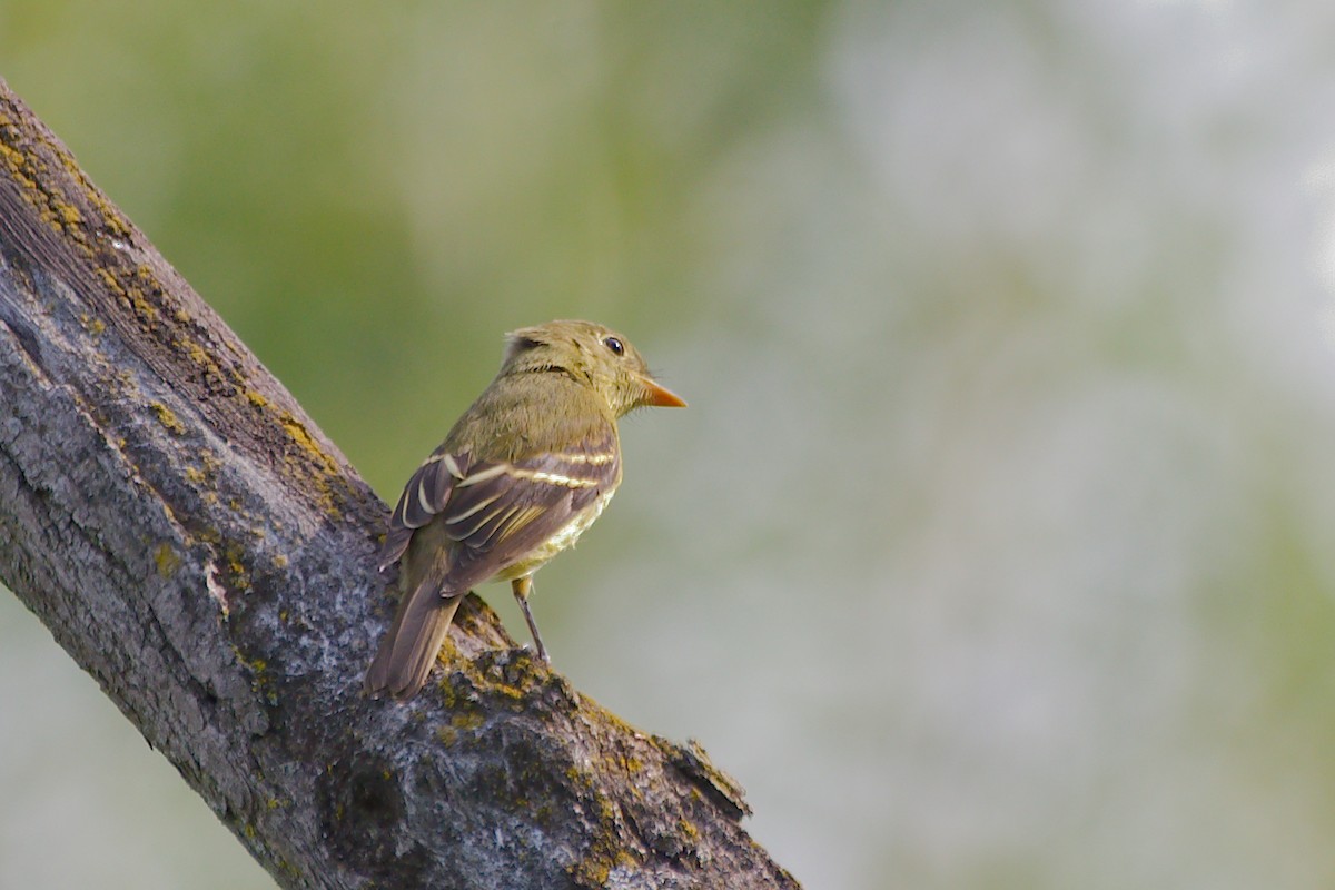 Yellow-bellied Flycatcher - ML644056101