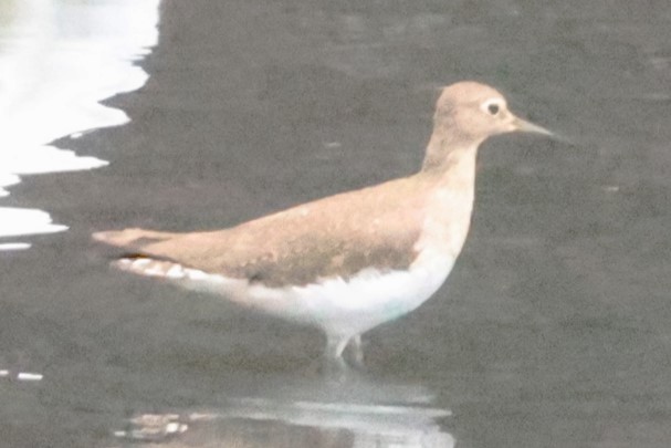 Solitary Sandpiper - ML644056108