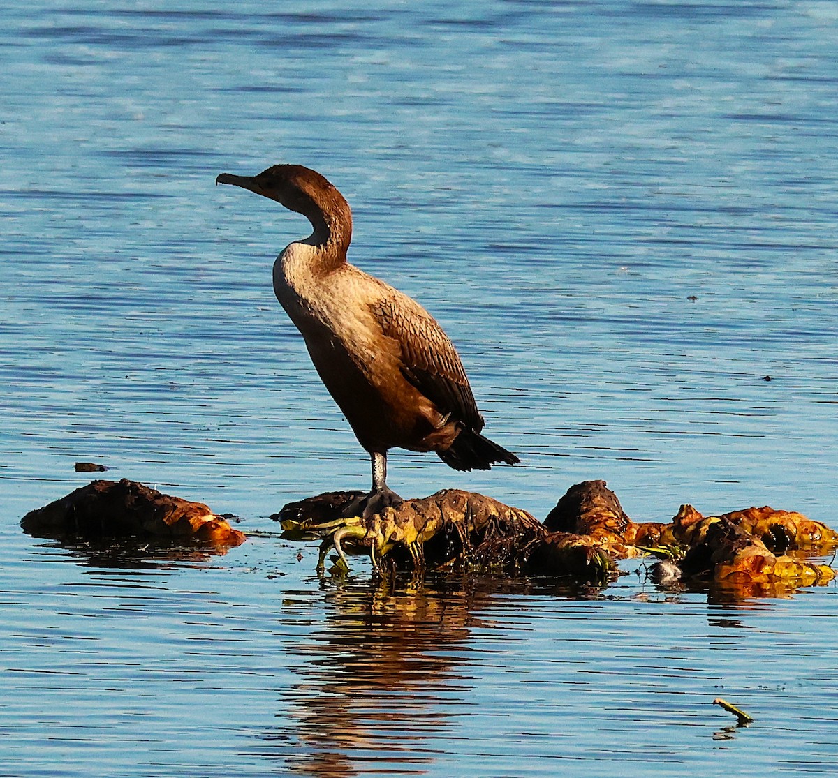 Double-crested Cormorant - ML644056109