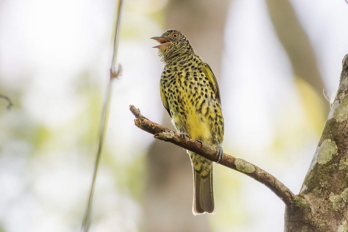 Sharpbill - ML644056112