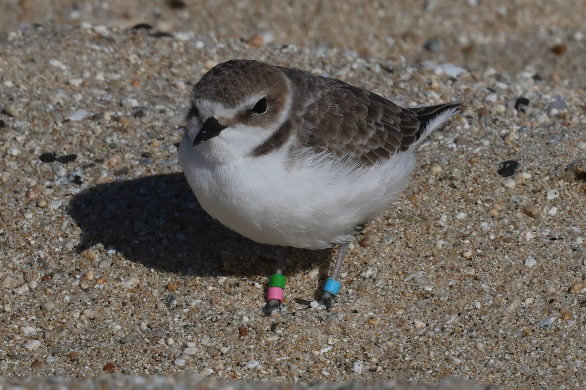 Snowy Plover - ML644056113